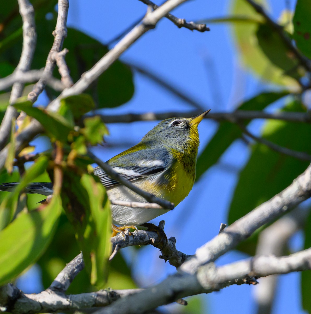 Northern Parula - ML647773214