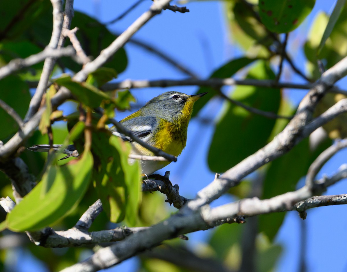 Northern Parula - ML647773215