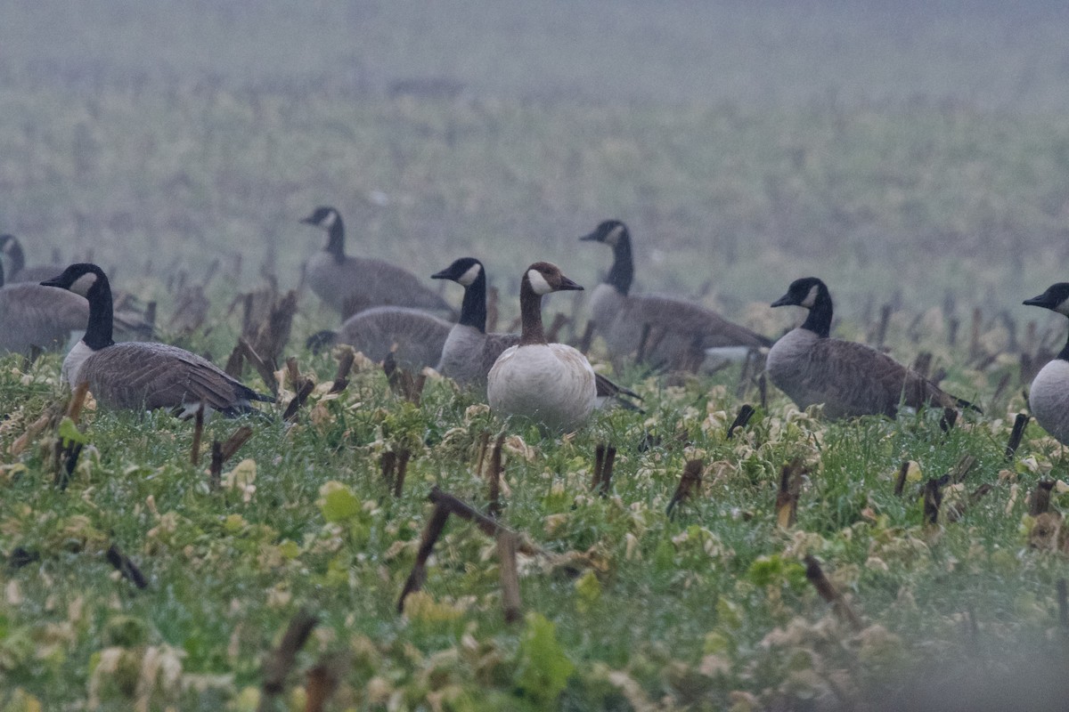 Canada Goose - ML647773230