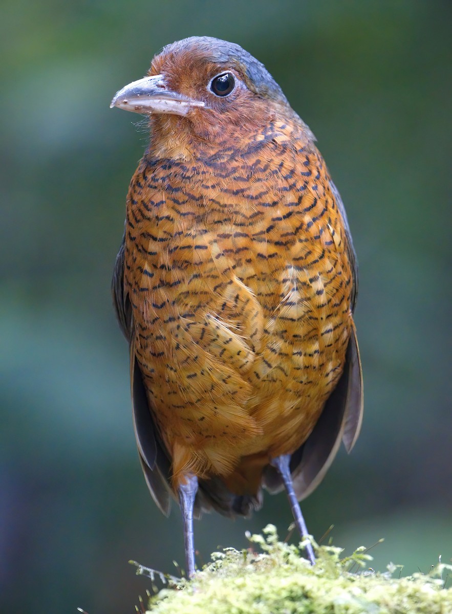 kjempemaurpitta - ML647773243