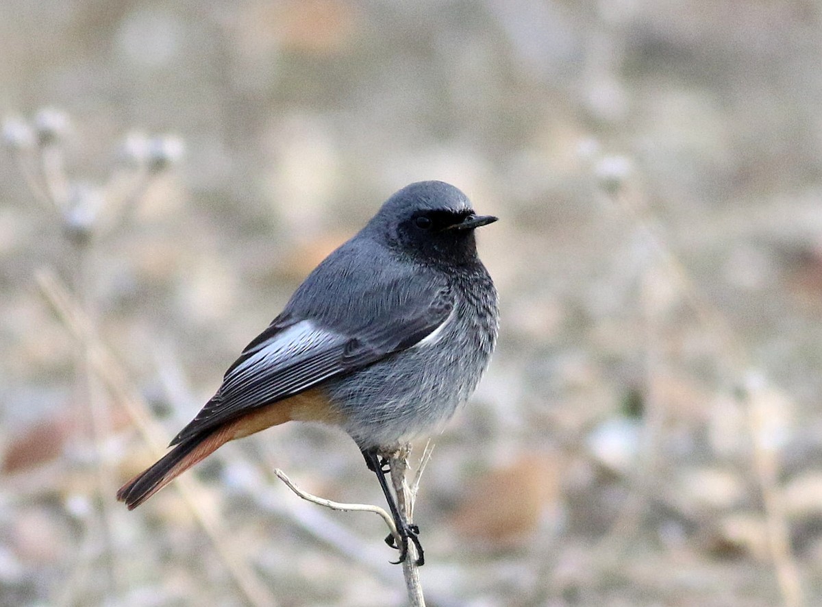 Black Redstart - ML647773249