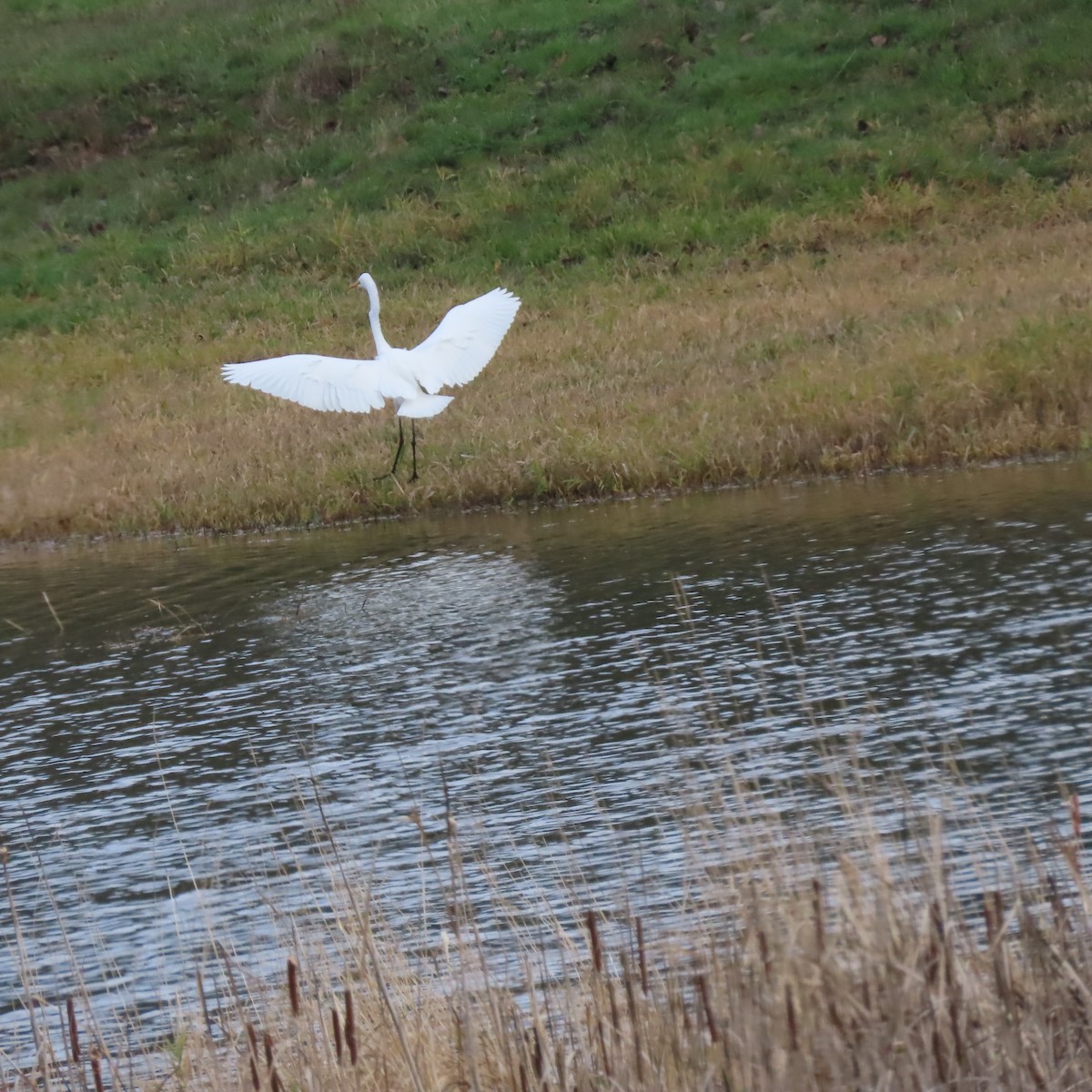 Great Egret - ML647773250