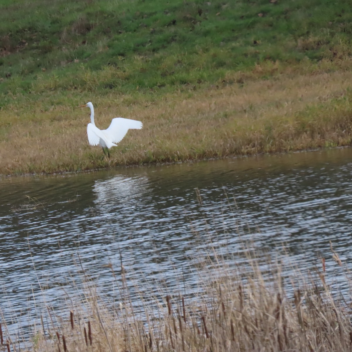 Great Egret - ML647773251