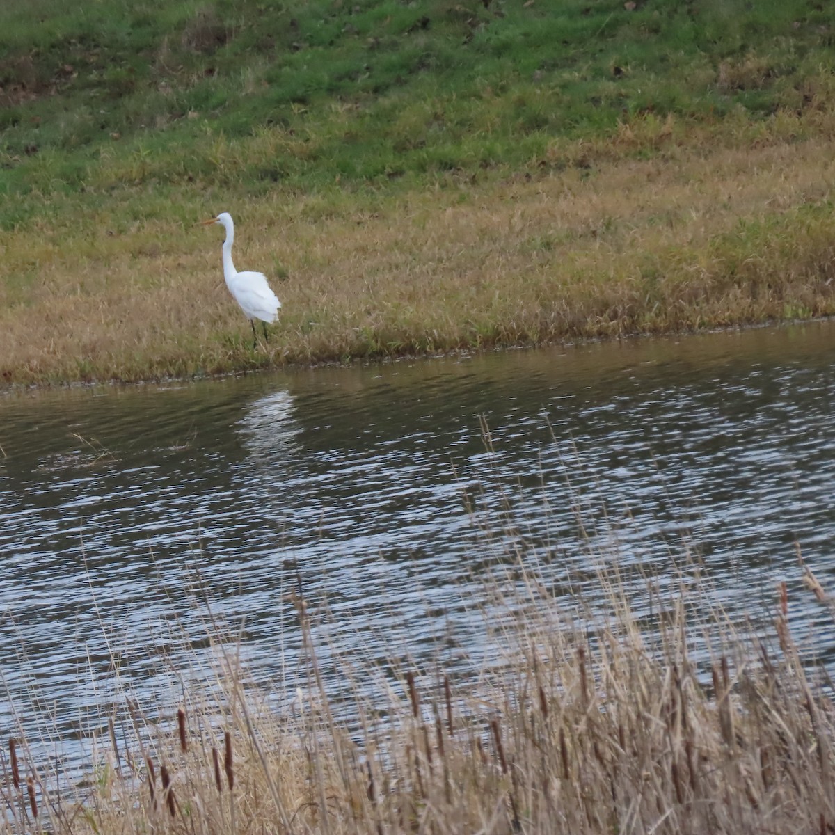 Great Egret - ML647773252