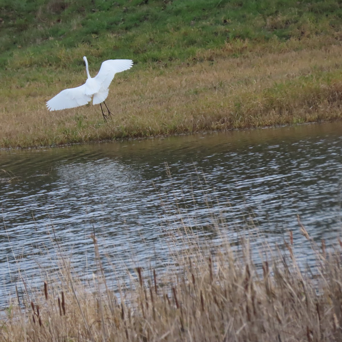Great Egret - ML647773253