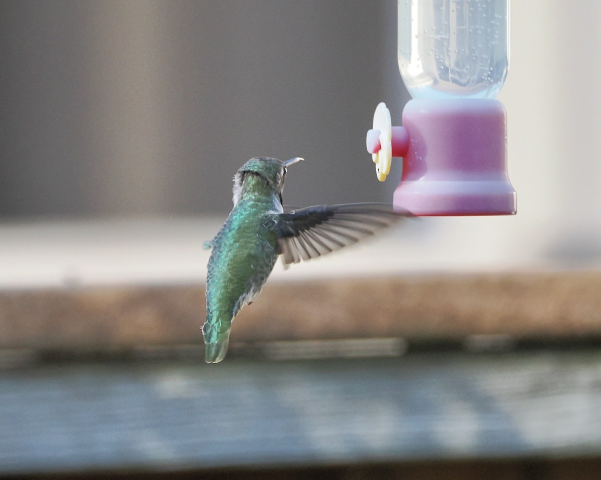 Anna's Hummingbird - ML647773255