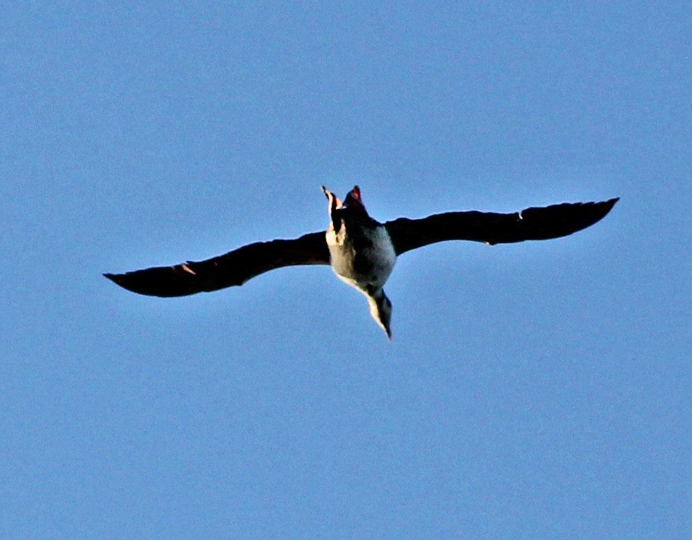 Common Loon - ML647773257