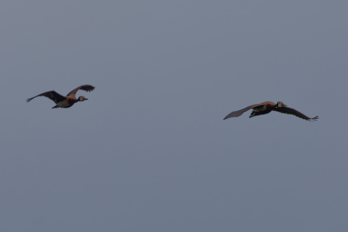 White-faced Whistling-Duck - ML647773258