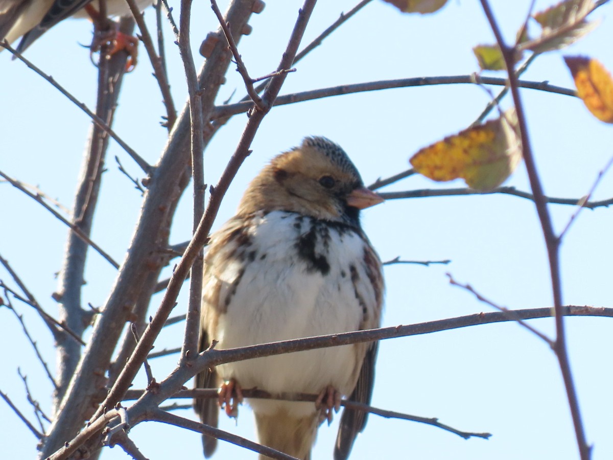 Harris's Sparrow - ML647773259