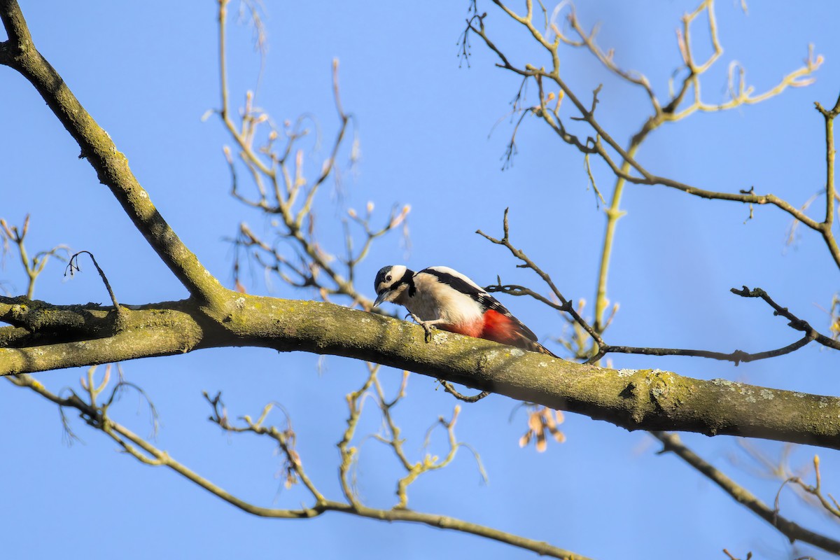 Great Spotted Woodpecker - ML647773260