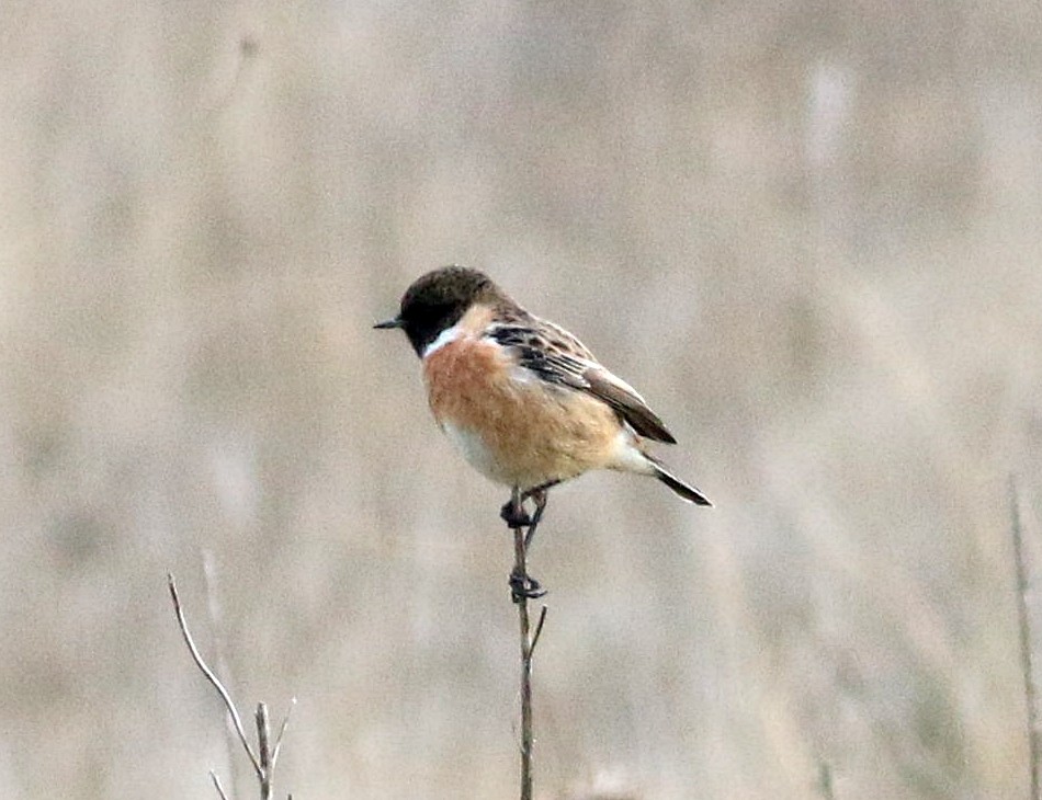 European Stonechat - ML647773261