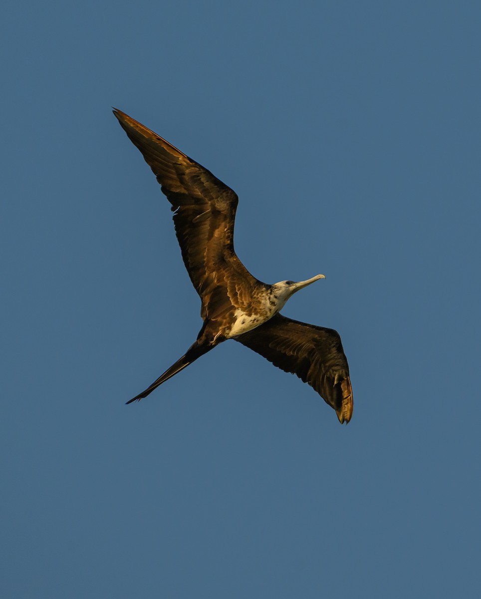 Magnificent Frigatebird - ML647773262