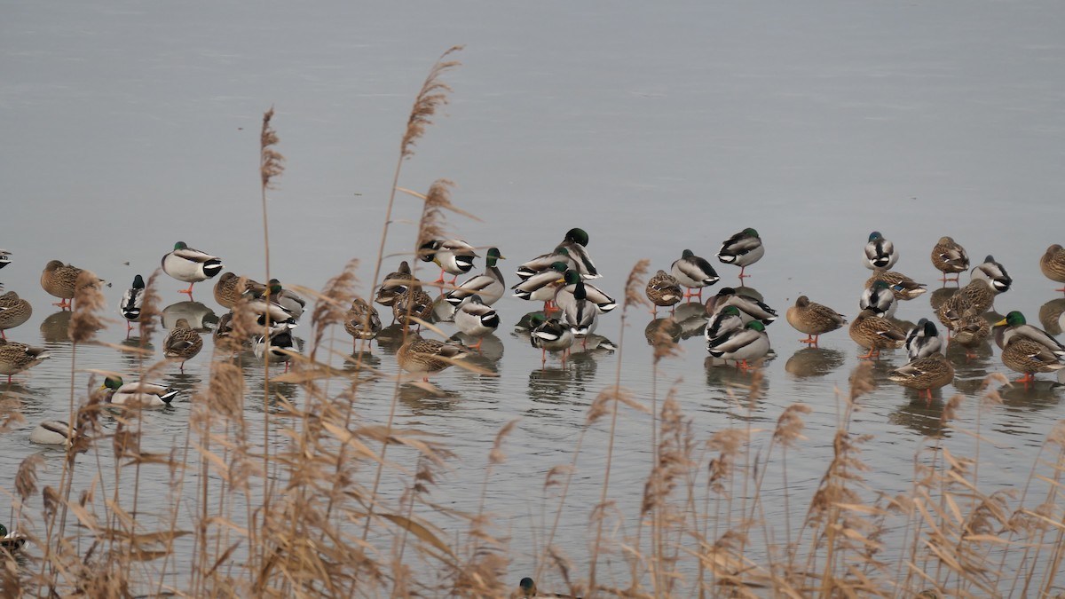 Mallard - ML647773263