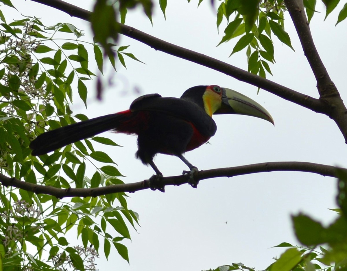 Red-breasted Toucan - ML647773266