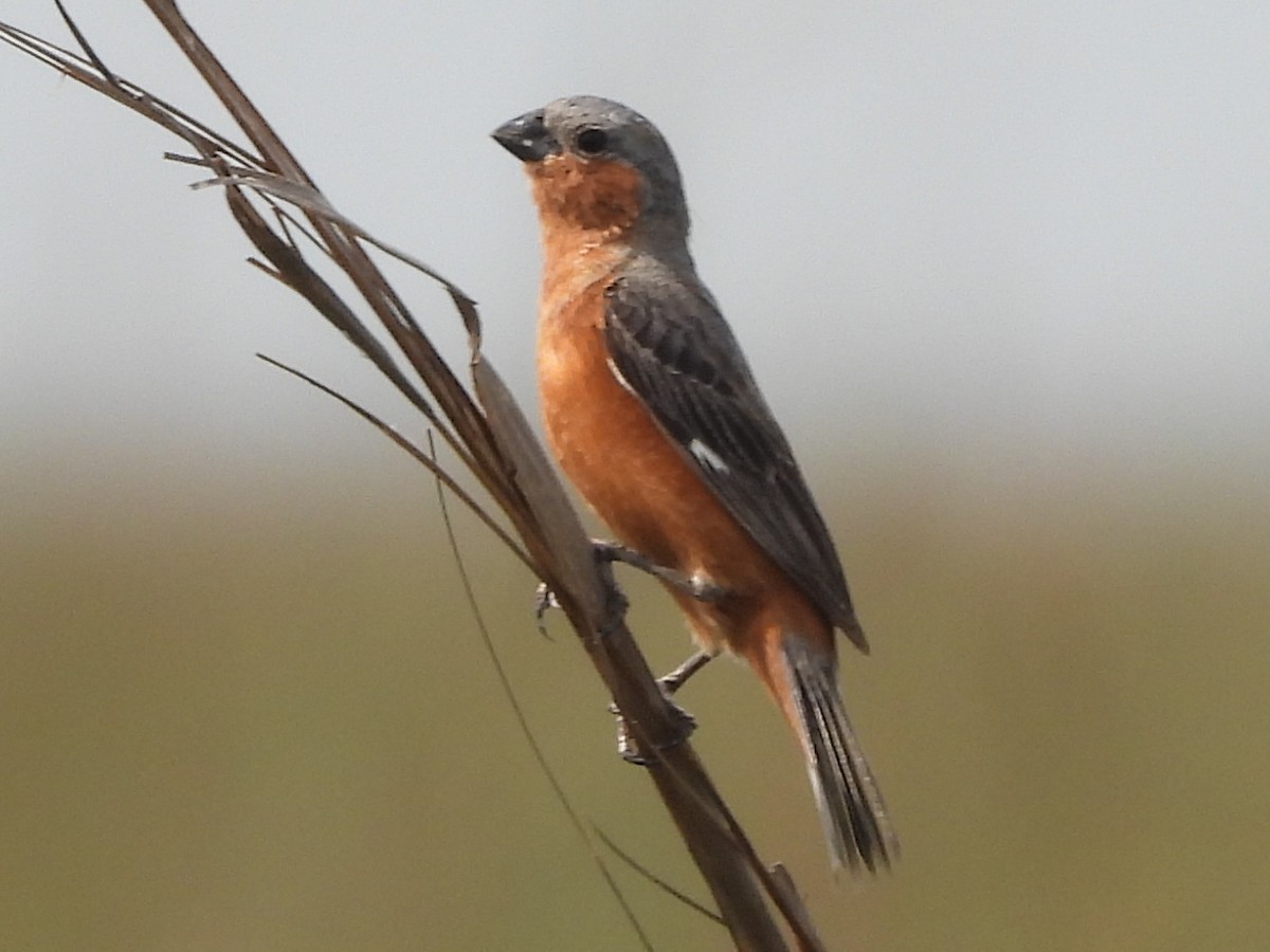 Rufous-rumped Seedeater - ML647773268