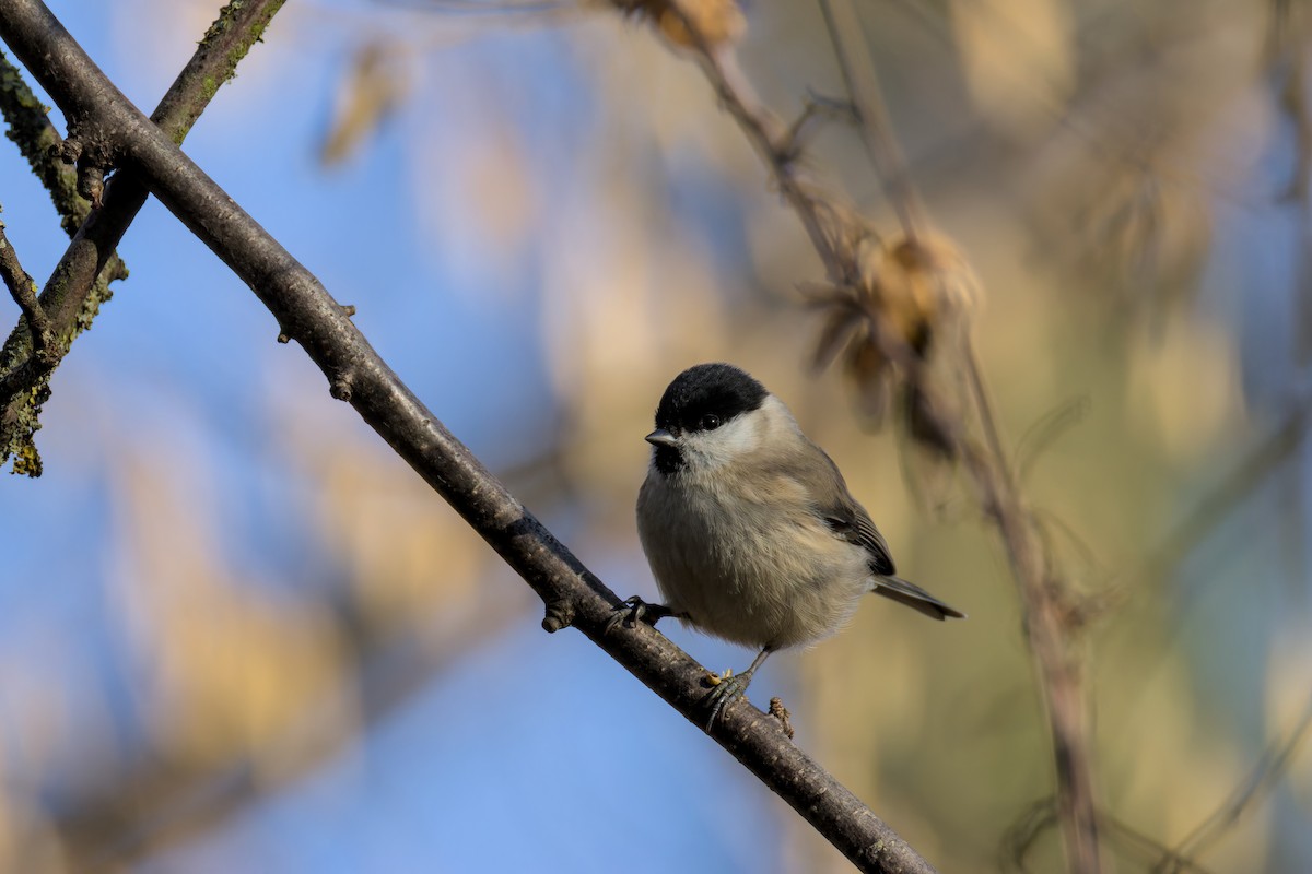 Marsh Tit - ML647773270