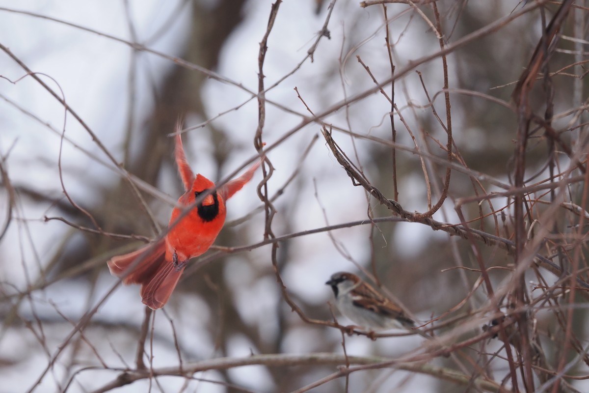 Northern Cardinal - ML647773271