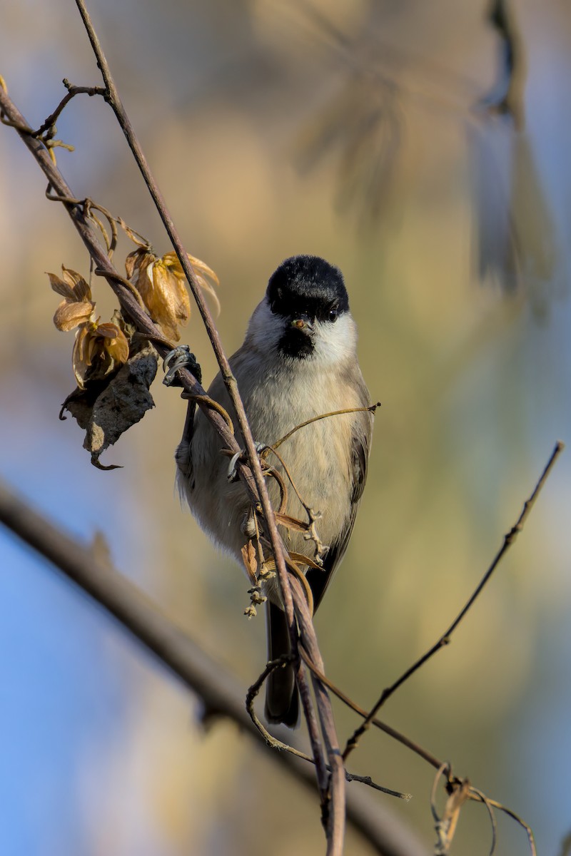 Marsh Tit - ML647773272