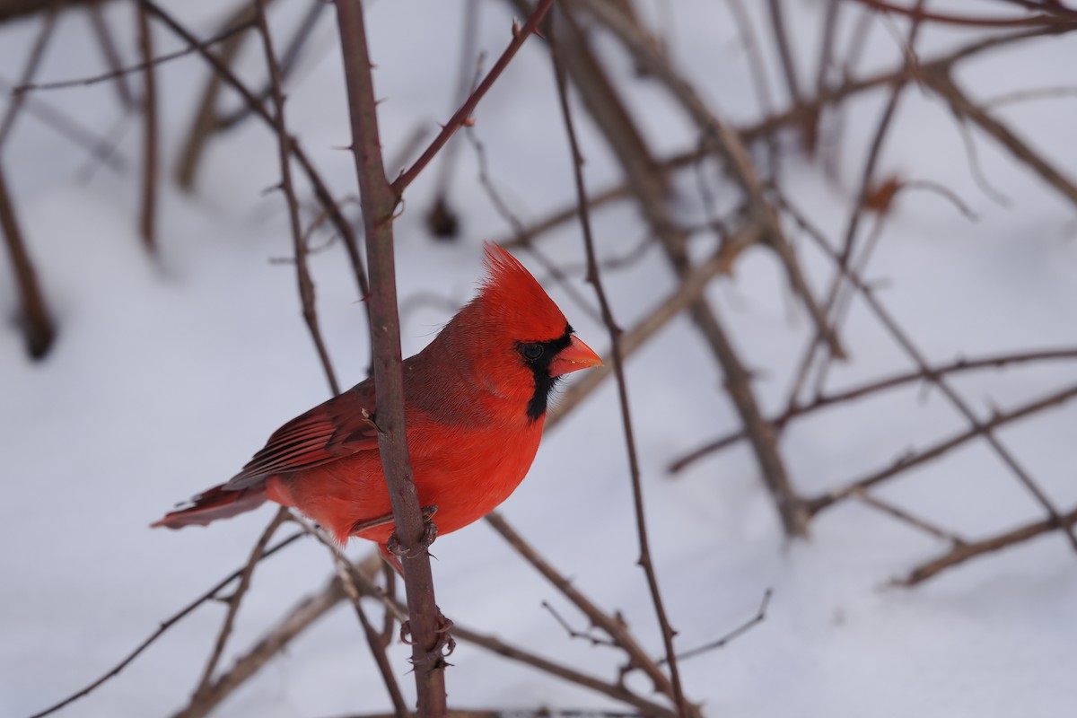 Northern Cardinal - ML647773273