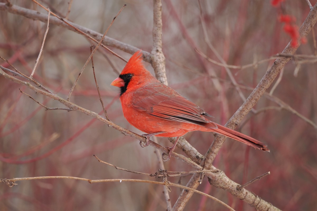 Northern Cardinal - ML647773274