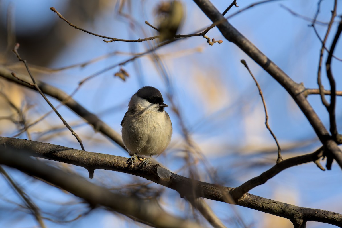 Marsh Tit - ML647773275