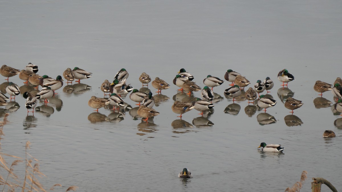 Mallard - ML647773276