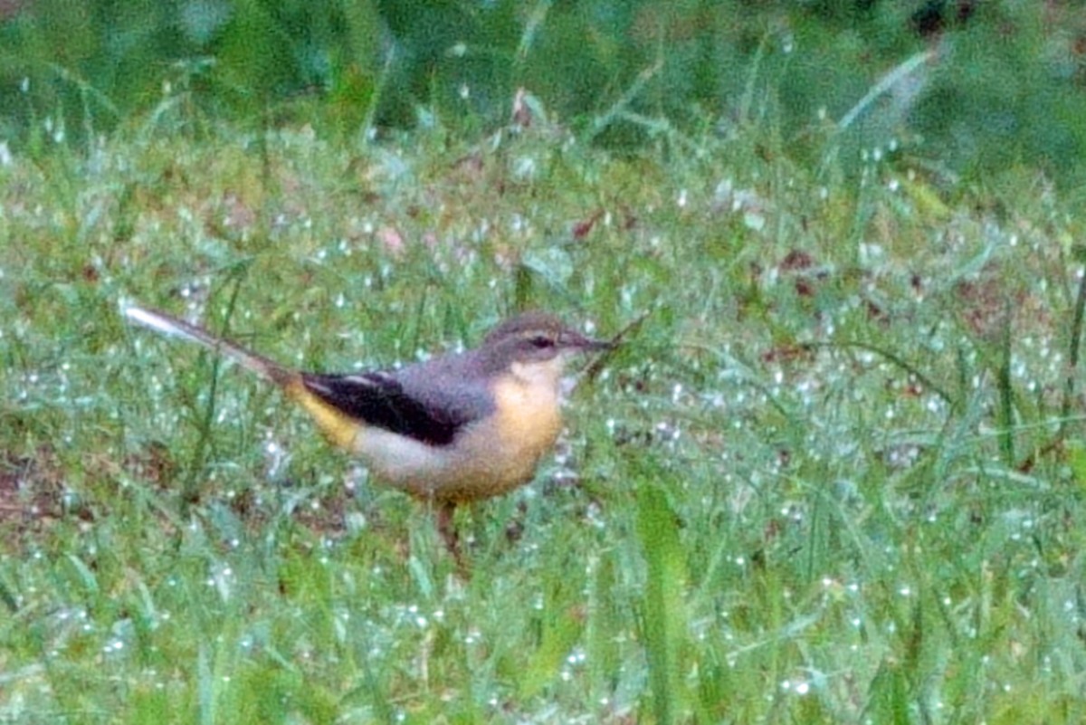 Gray Wagtail - ML647773277