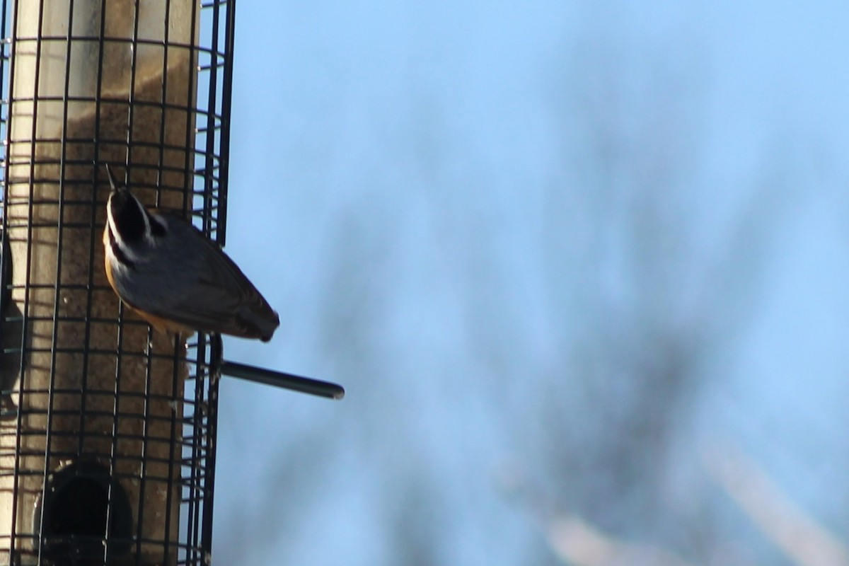 Red-breasted Nuthatch - ML647773278