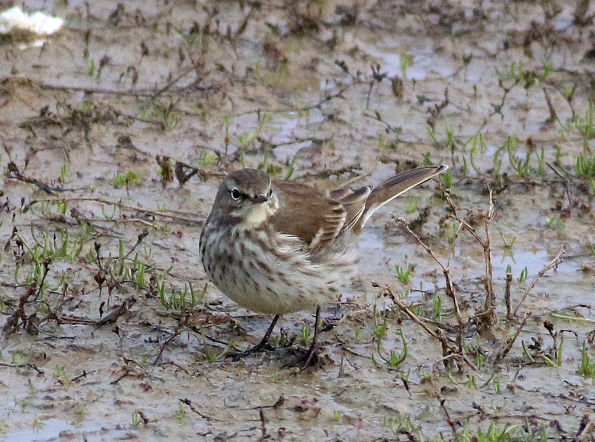 Water Pipit - ML647773279