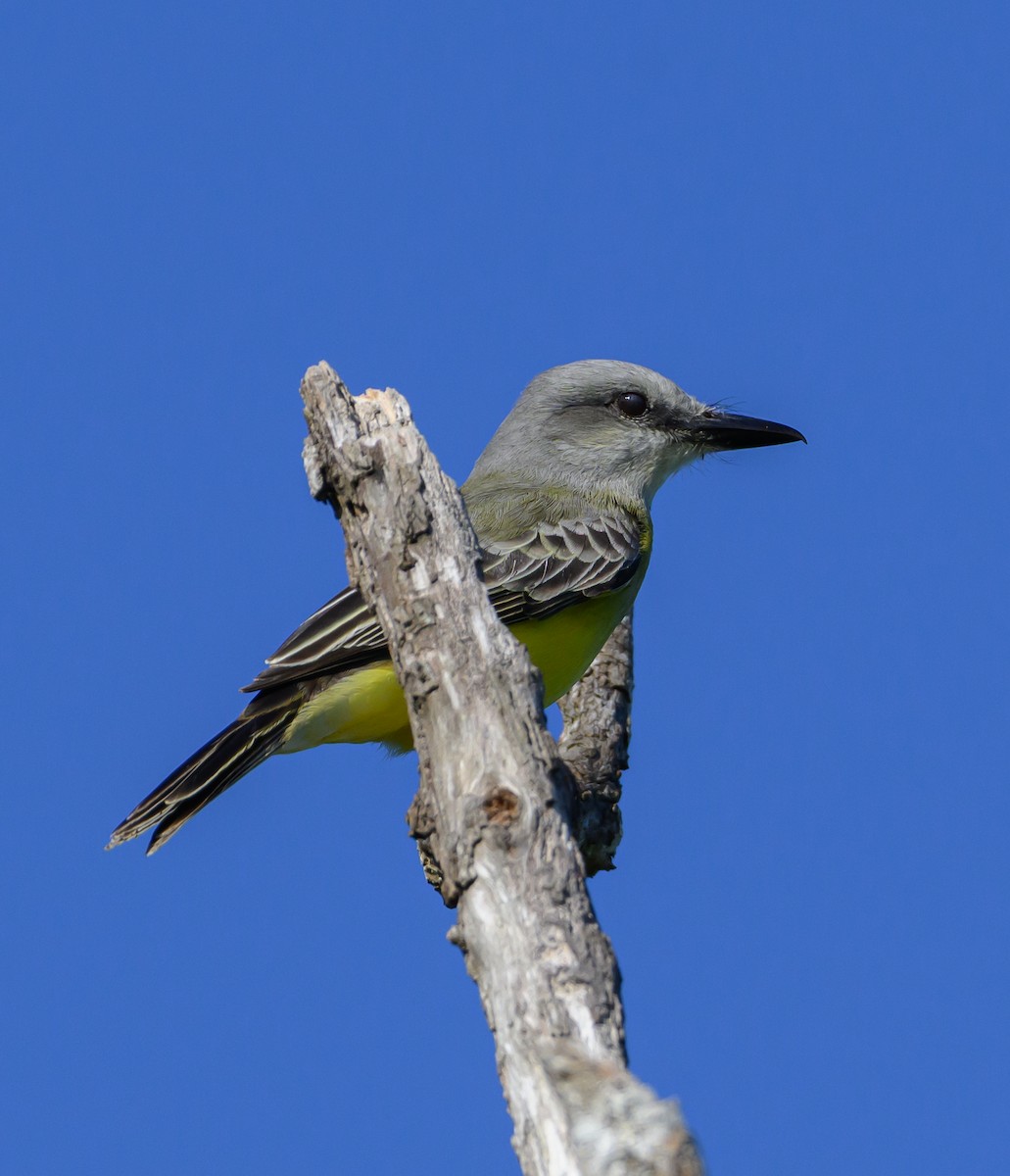 Tropical Kingbird - ML647773281