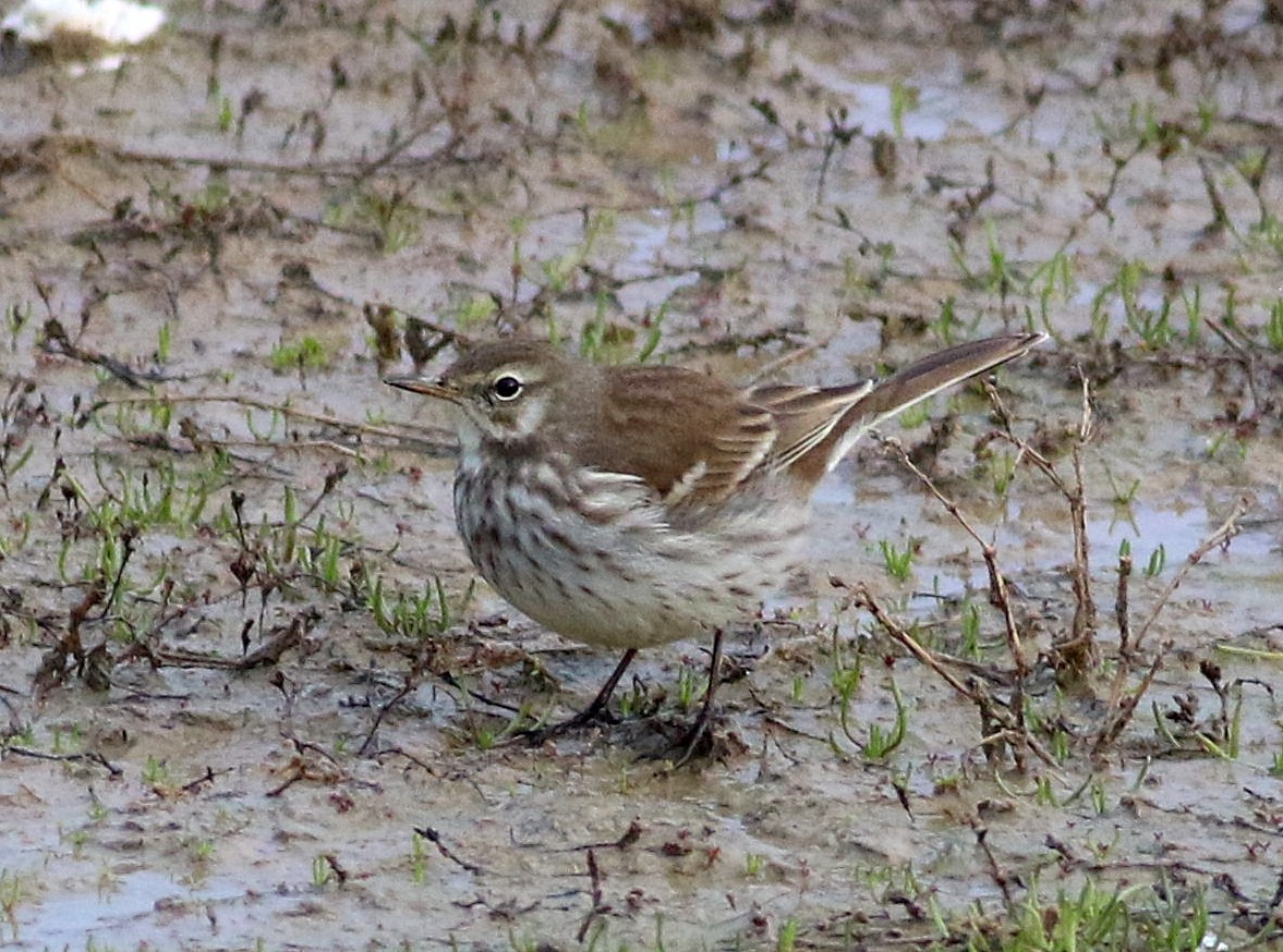 Water Pipit - ML647773282