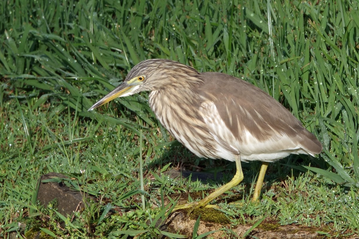 Indian Pond-Heron - ML647773288