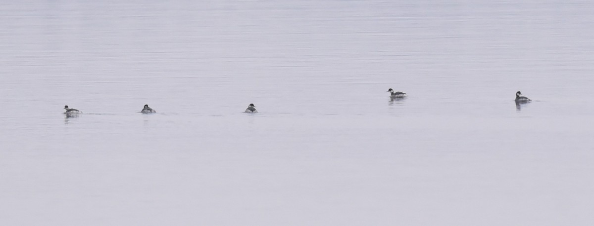 Eared Grebe - ML647773292