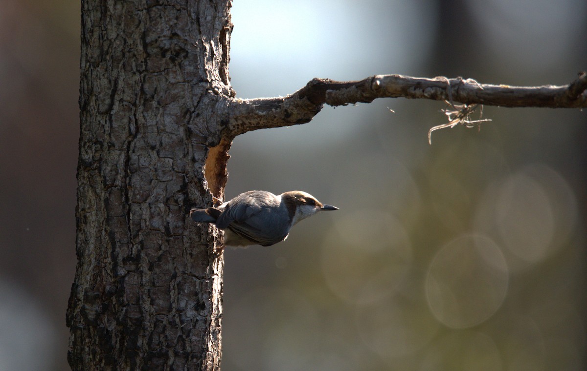 Brown-headed Nuthatch - ML647773301