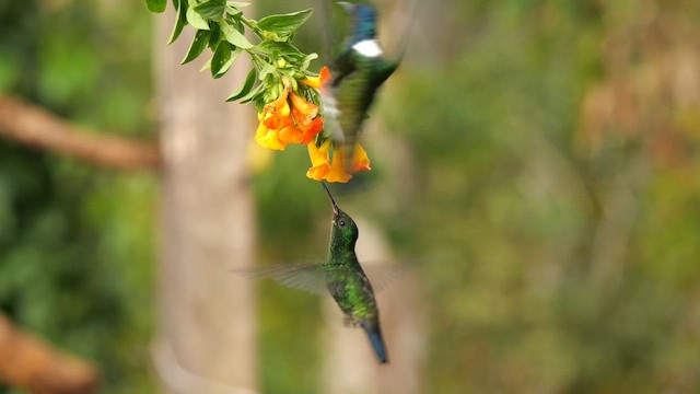 kolibrík ocelovořitý - ML647773309