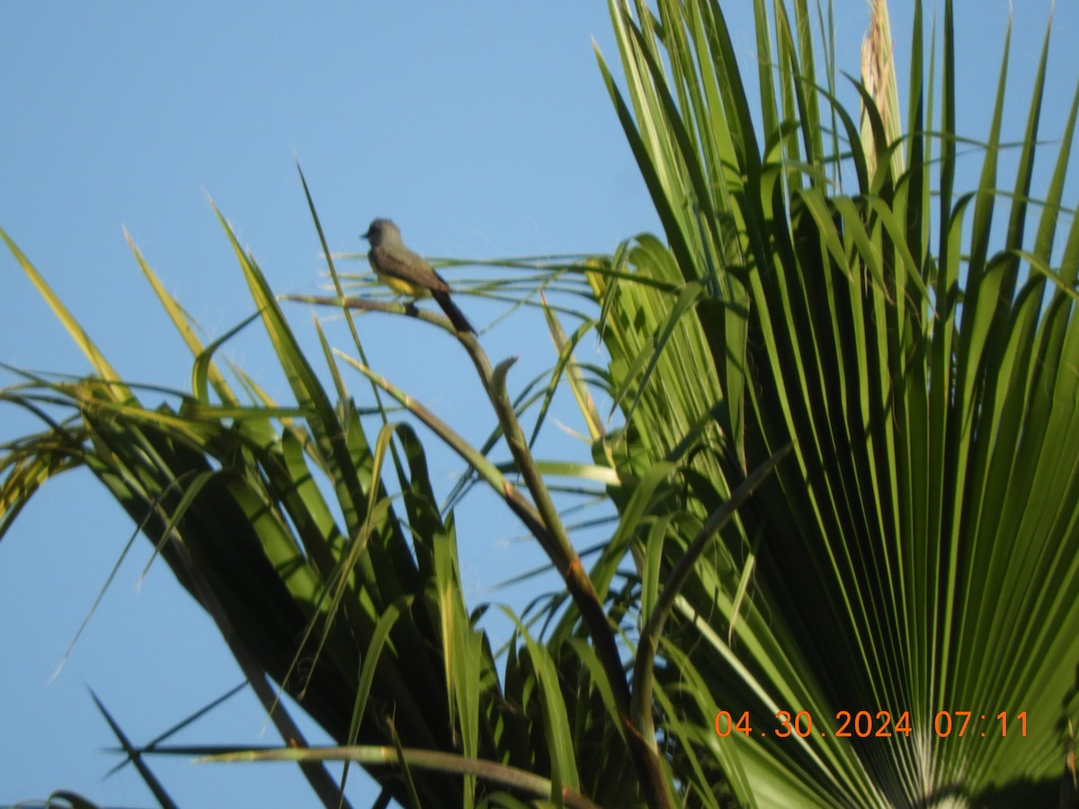 Western Kingbird - ML647773311