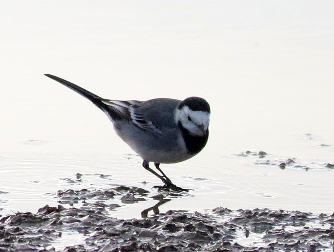 Lavandera Blanca - ML647773318