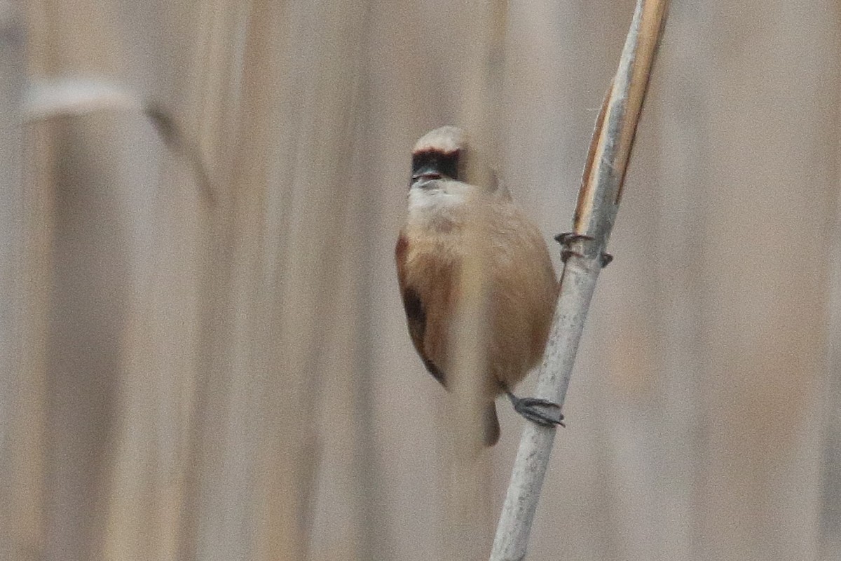Eurasian Penduline-Tit - ML647773321