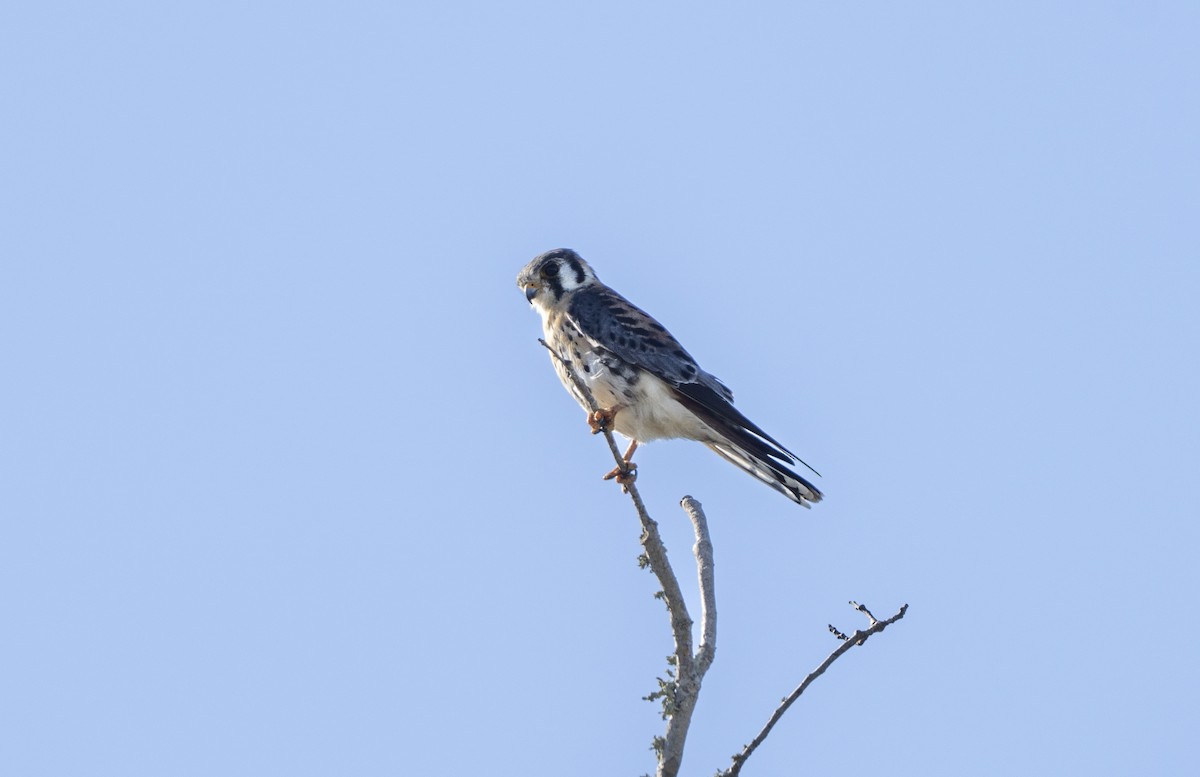 American Kestrel - ML647773324