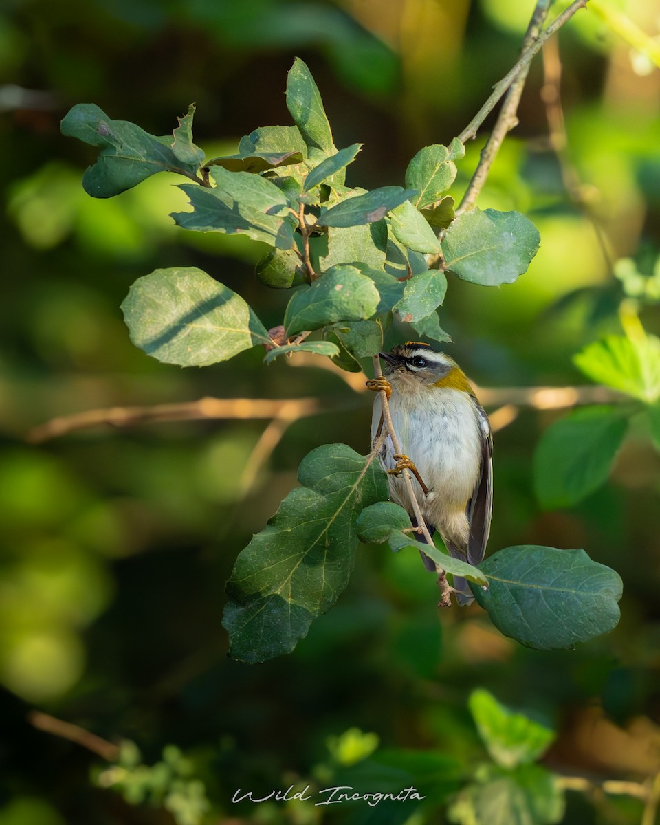 Common Firecrest - ML647773327