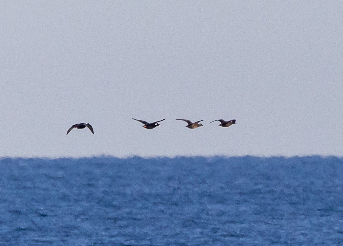 Surf Scoter - ML647773328