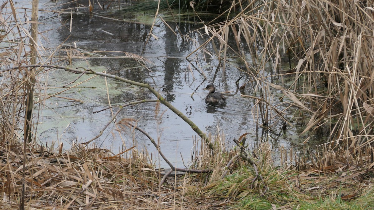 Little Grebe - ML647773329