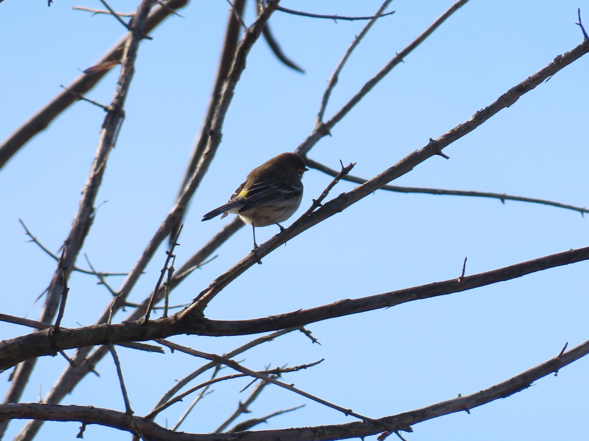 Yellow-rumped Warbler - ML647773330