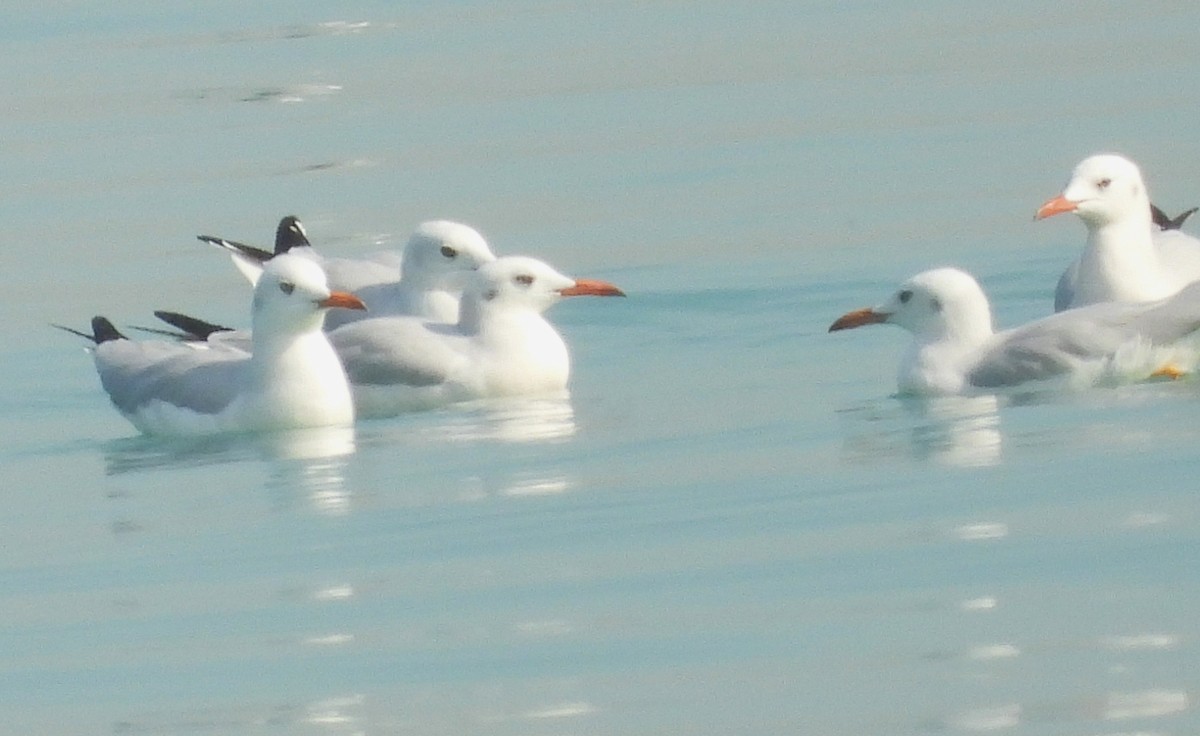 Slender-billed Gull - ML647773331