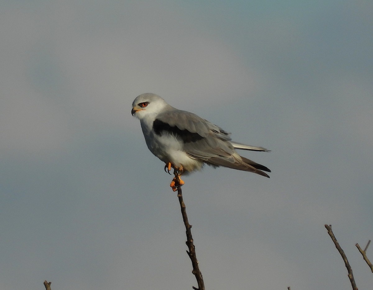 Black-winged Kite - ML647773332