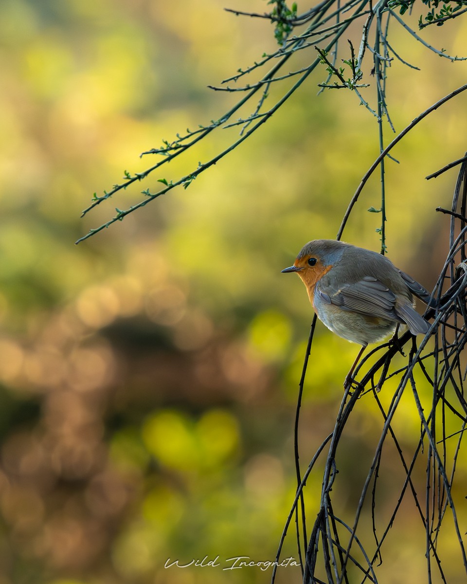European Robin - ML647773333
