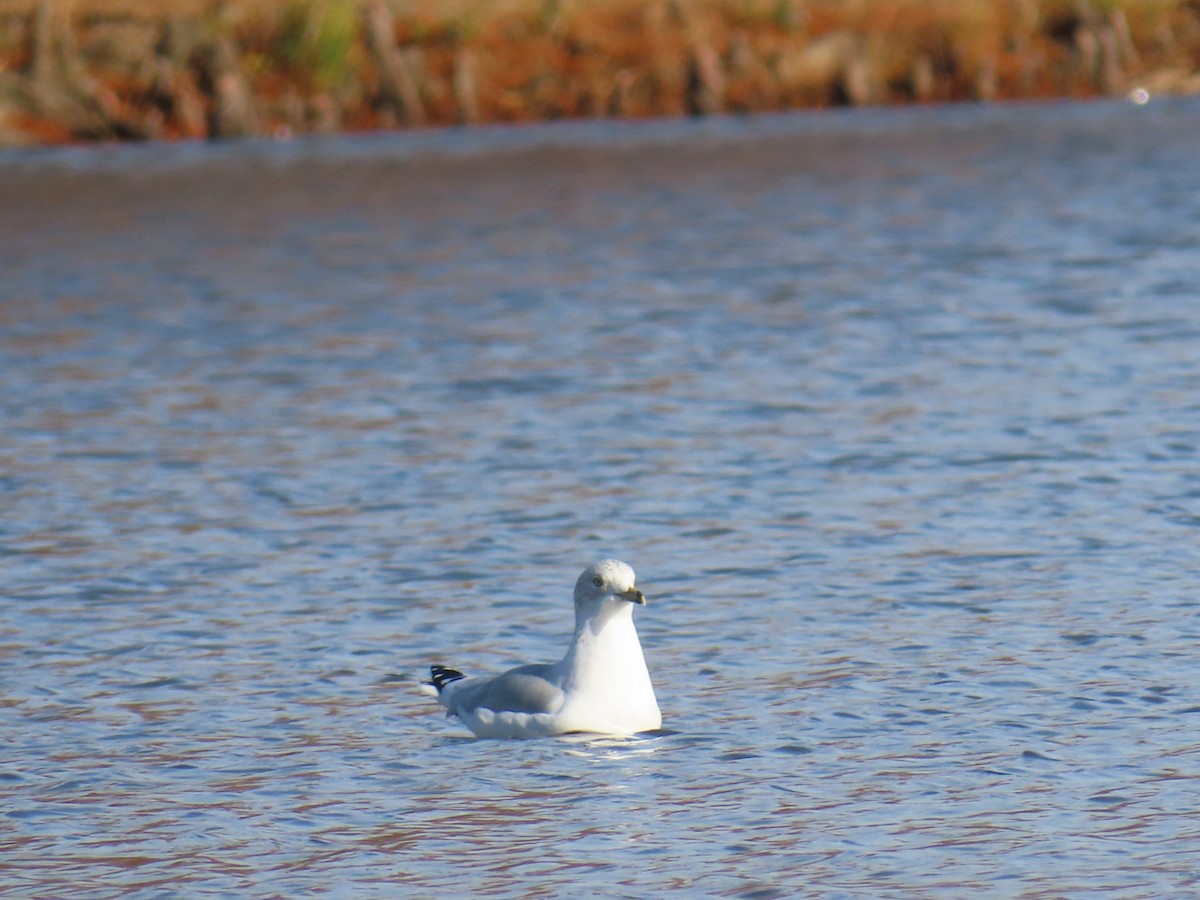 Ring-billed Gull - ML647773335