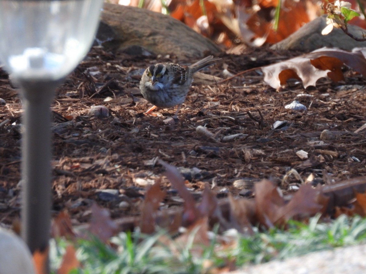 White-throated Sparrow - ML647773336