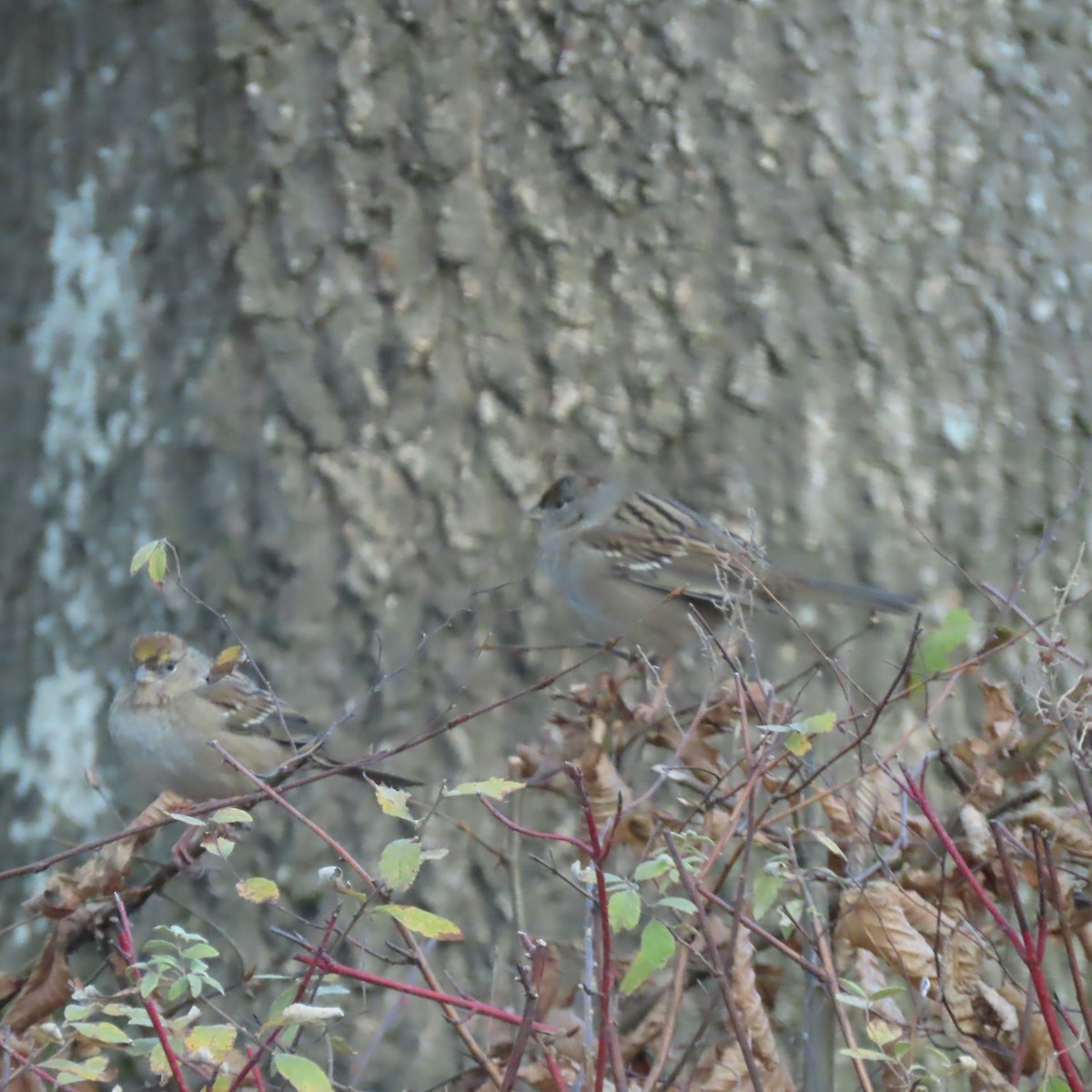 Golden-crowned Sparrow - ML647773338