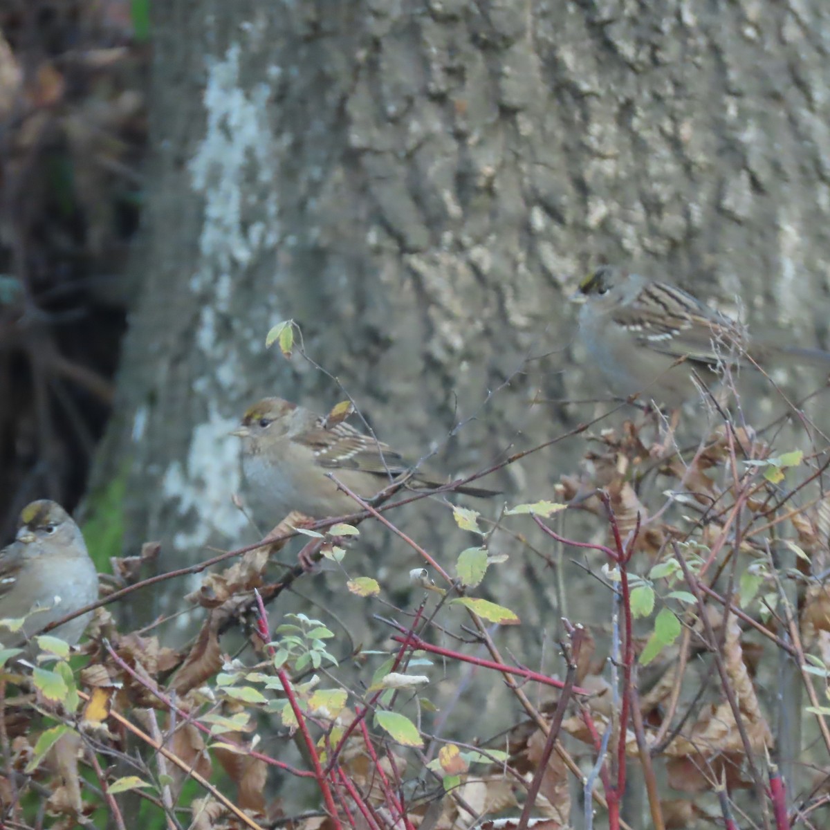 Golden-crowned Sparrow - ML647773339